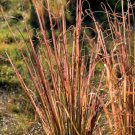 200 Seeds Vetiver zizanioides Ground