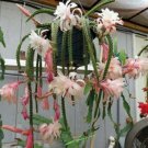 15 SEEDS Aporophyllum Tail Cactus PINK Succulent Plant Garden