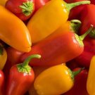 25 SEEDS Lunchbox Sweet Snacking Peppers