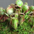 25 Pitcher Cactus Seeds Succulent plants