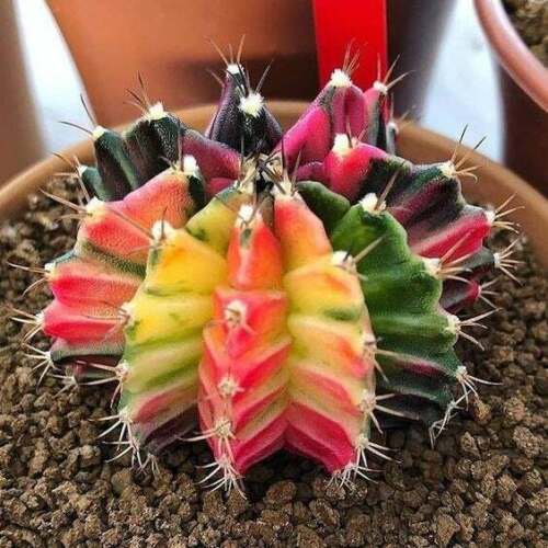 25 Moon Cactus Seeds Succulen