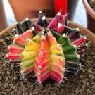25 Moon Cactus Seeds Succulen