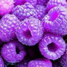 100 SEEDS Purple Raspberry Raspberries Berry Fruit Plant