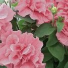 200 Seeds Double Light Pink Petunia Flowers Garden Planting
