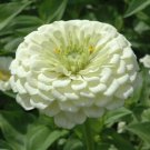 50 Seeds Zinnia Flowers White Color Garden Plants