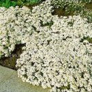 100 AUBRIETA WHITE ROCK CRESS Flower Seeds