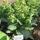 1000 Sacred Wyandot Rustica Tobacco Seeds