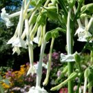 3000 Nicotiana Sylvestris Seeds - Woodland Tobacco - Flowering Tobacco