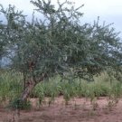 5+ Acacia senegal Seeds ~ Gum Arabic Seeds ~ Rare and Exotic Acacia ~ Senegalia