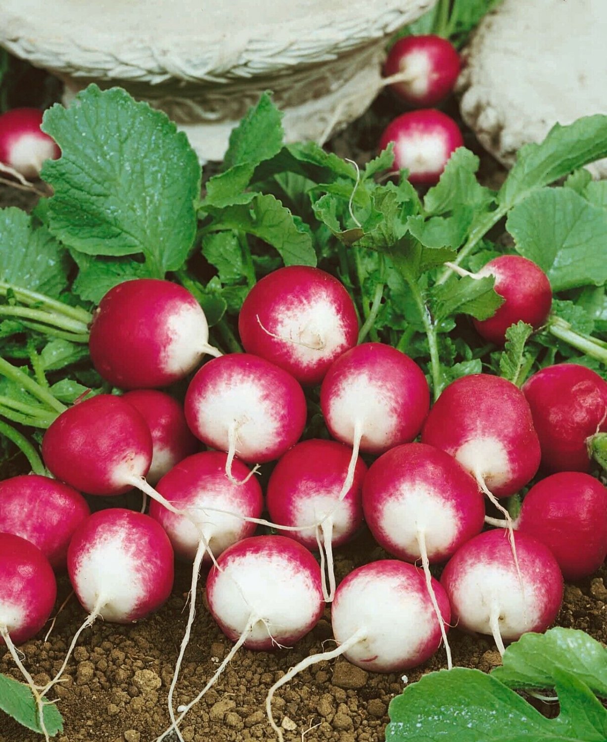 2,500 Sparkler Radish seeds