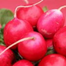 2,500 Lady Slipper Radish seeds