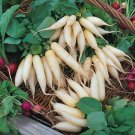 2,500 White Icicle Radish seeds
