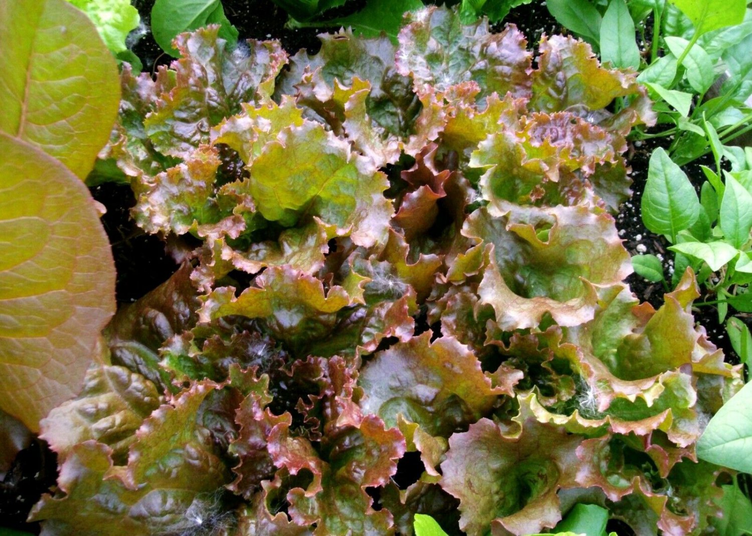 1,500 Red Sails lettuce seeds