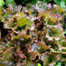 1,500 Red Sails lettuce seeds