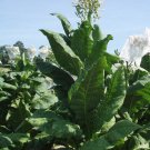 1000 Virginia Gold Tobacco Seeds