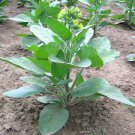 1000 Punche rustica Tobacco Seeds - Nic. Rustica Tobacco - Sacred Tobacco