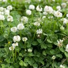 ladino Clover 50,000 Bulk Seeds
