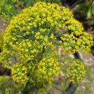 5,000 Organic Bouquet Dill Seeds