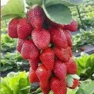 200+ Seeds RED STRAWBERRY GIANT FRUIT ORGANIC EVER BEARING SEEDS LARGEST