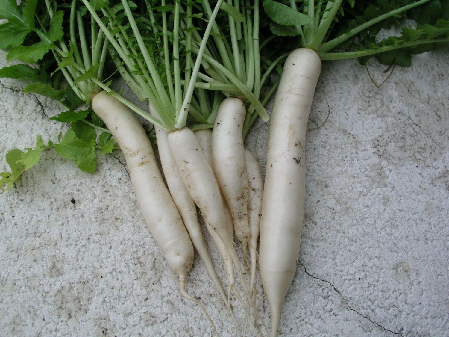 7,500 Daikon Radish seeds
