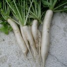 7,500 Daikon Radish seeds