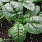 2,500 Bloomsdale Long standing Spinach seeds