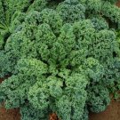 16,000 Blue Scotch curled Kale seeds
