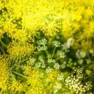 10,000 Organic Mammoth Long Island Dill Seeds