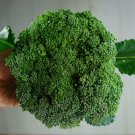 3 ounces Waltham 29 Broccoli seeds