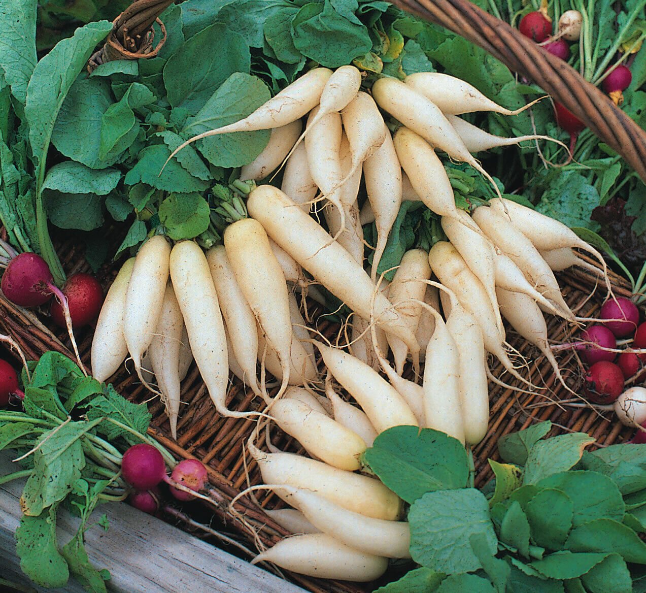 5,000 White Icicle Radish seeds