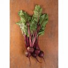2,400 Early Wonder Tall top Beet seeds