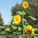 300 Mammoth Grey Stripe Sunflower Seeds