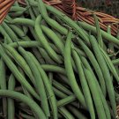 1 ounce 75+ blue lake bush 274 bush beans Organic Non gmo Harvested in USA