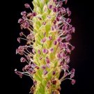 Greater Plantain Seeds - Plantago major - Medicinal - Broadleaf Plantain