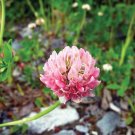 Alsike Clover 120,000 Seeds