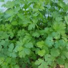 4,000 Cilantro Leisure Splits seeds