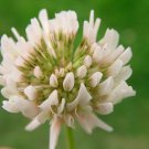 45,000 White Cloud Crimson Clover Seeds