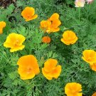 10,000 Organic California poppy seeds