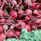 3,600 Ruby Queen Beet seeds