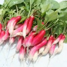 7,500 China Rose Radish seeds