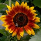 600 Autumn beauty Sunflower Seeds