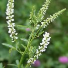 Sweet White Clover 300,000 Bulk Seeds