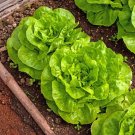 100,000 Buttercrunch lettuce seeds