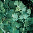 12,000 Cilantro Slow Bolt seeds