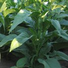 American Cigar Blend Tobacco Seed Multipack - 3 Strains - 6000+ seeds total!