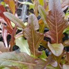 190,000 Cimmaron Romaine lettuce seeds