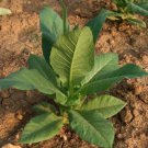 1000 Criollo 98 Tobacco Seeds