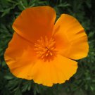 50,000 Organic California poppy seeds