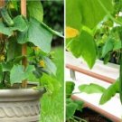 15,000 Hailstone Radish seeds