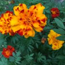 25+Bush Cucumber Seeds Spacemaster Cucumber Bush type Plant Container Garden USA